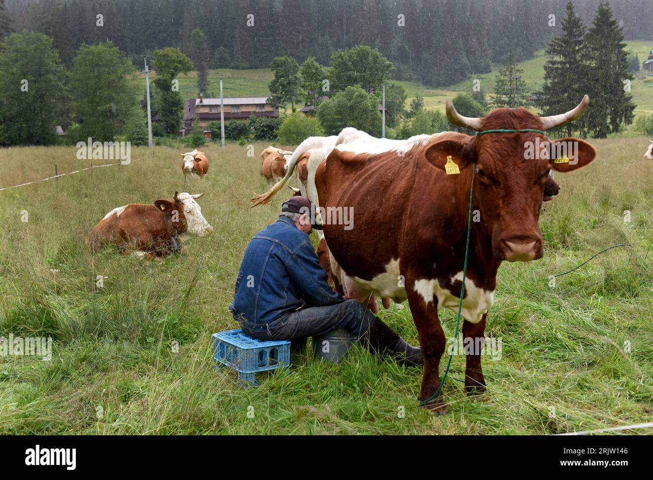 Polnische Milchviehhalter Kühe melken von Hand in das Dorf Witow, Tatra County, in der Nähe von Zakopane, Polen. Stockfoto