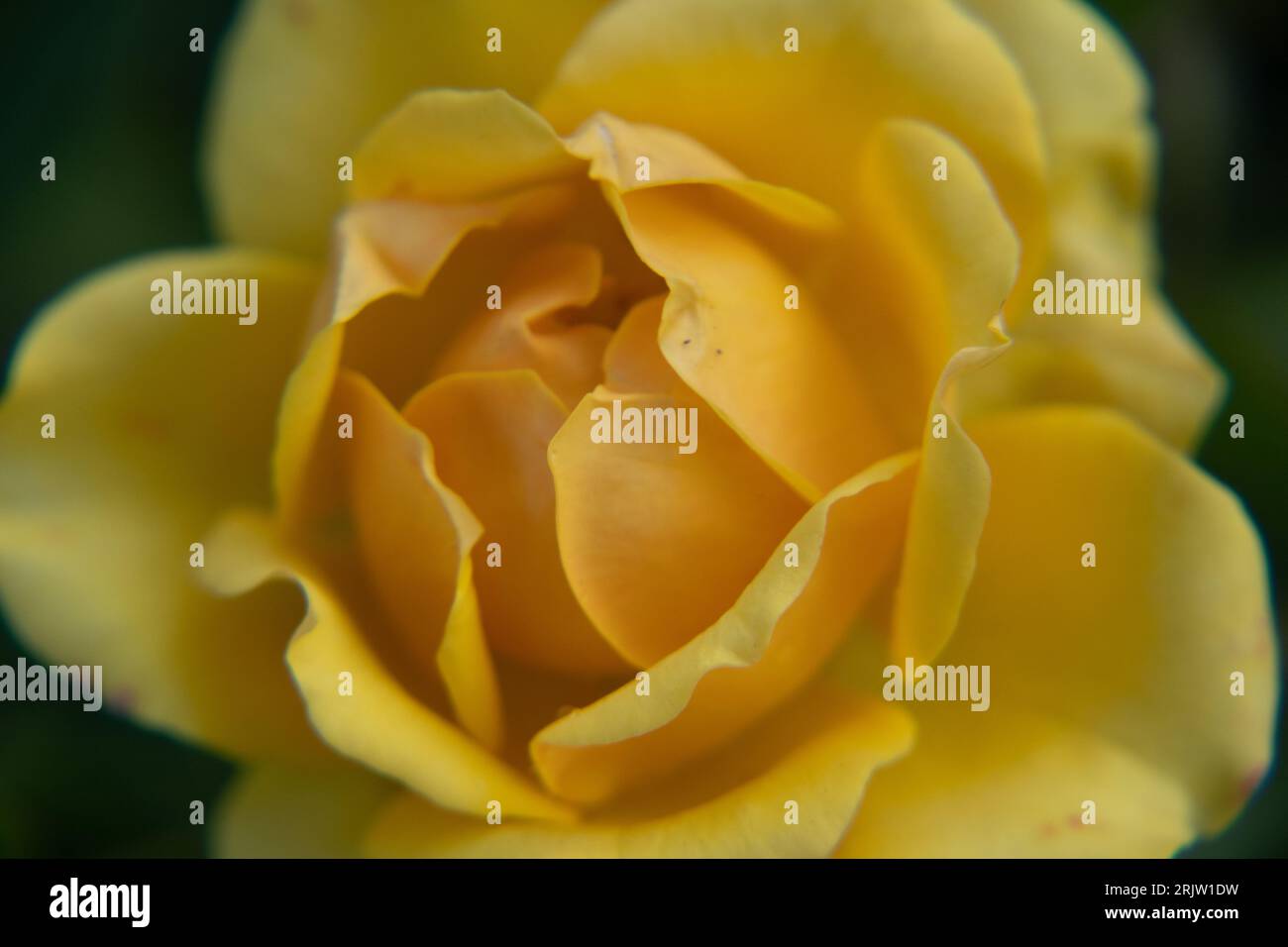 Rosa fetid A ist unter mehreren gängigen Namen bekannt, darunter österreichisches Bestechungsbier Stockfoto