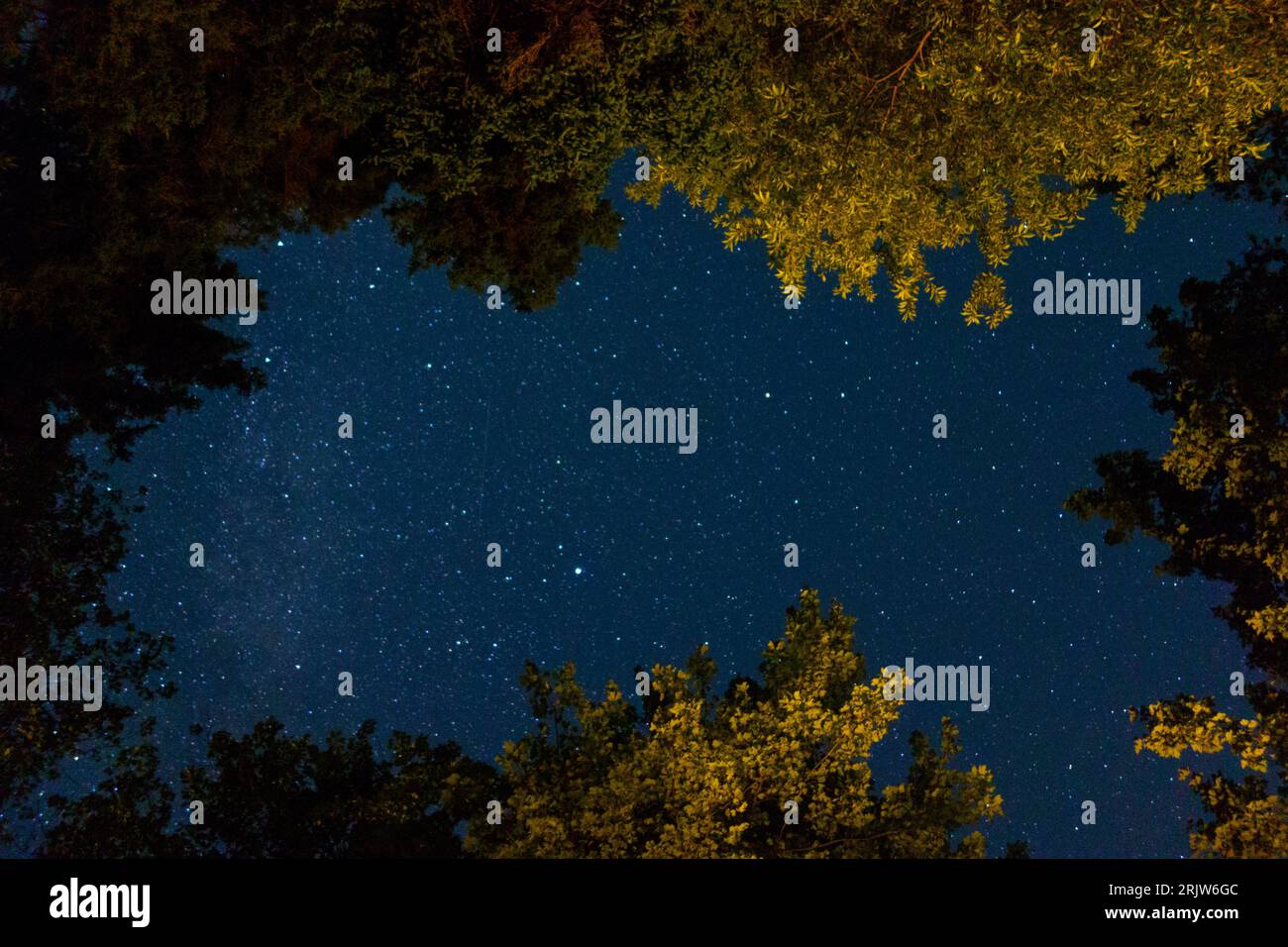 Sterne und die Milchstraße, die durch ein Loch in der Baumkrone in Harpswell, Maine, gesehen wird. Foto aufgenommen an einer klaren Sommernacht. Stockfoto