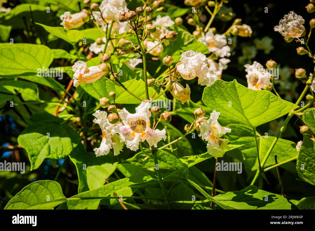 Blühende nördliche Catalpa im Stadtpark Stockfoto