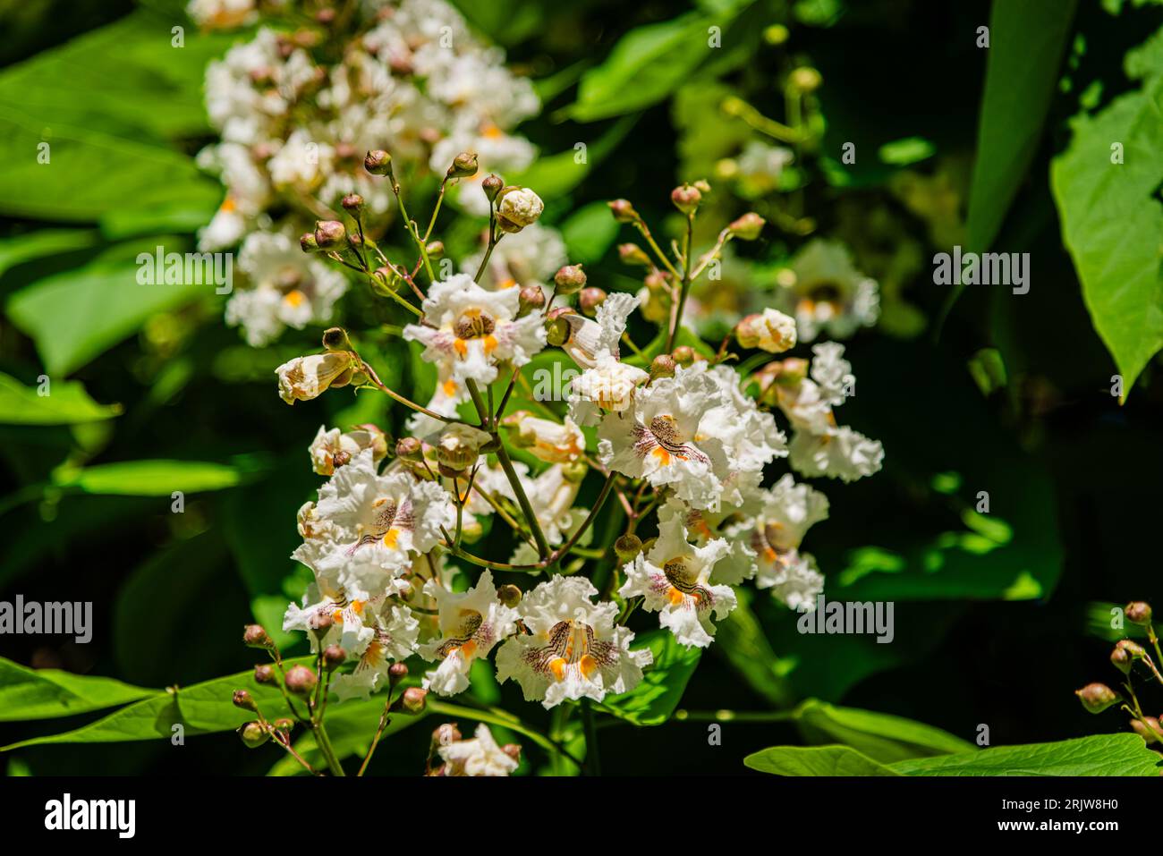 Blühende nördliche Catalpa im Stadtpark Stockfoto