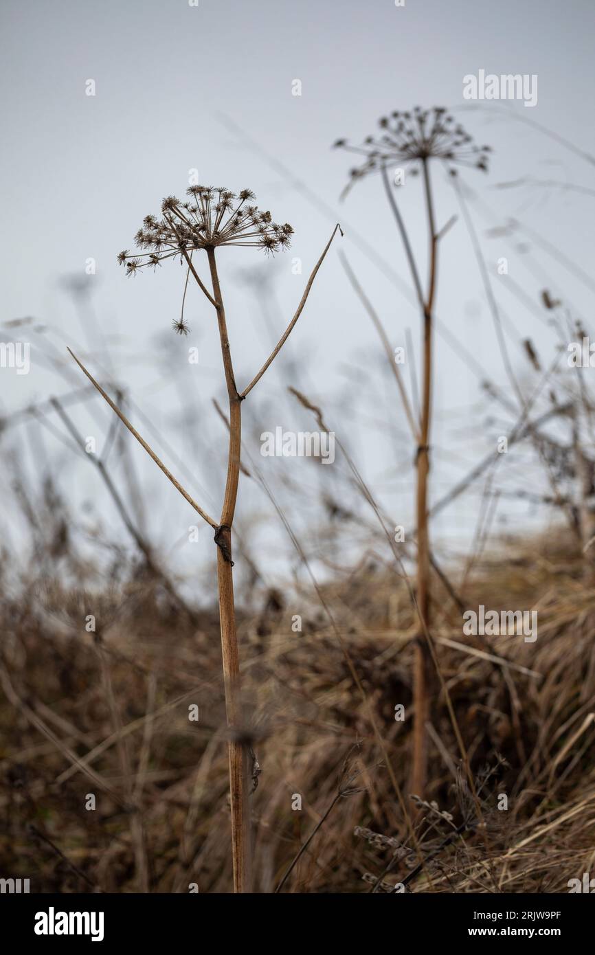 Seedheads, Schweizer alpen, Montreux Stockfoto
