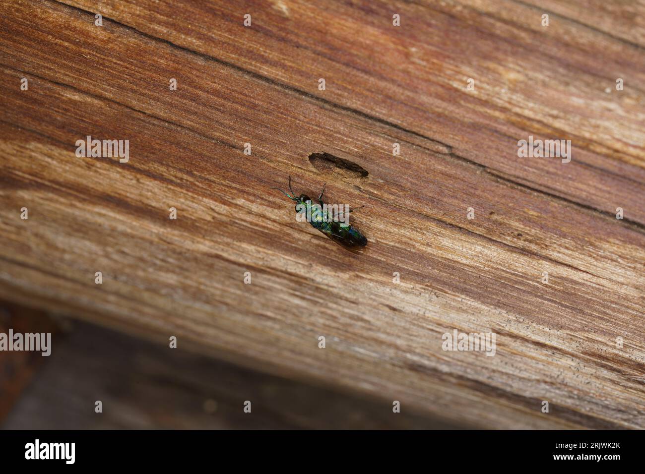 Farbige Familie Chrysididae Kuckuckwespe auf alter Holzwand Stockfoto
