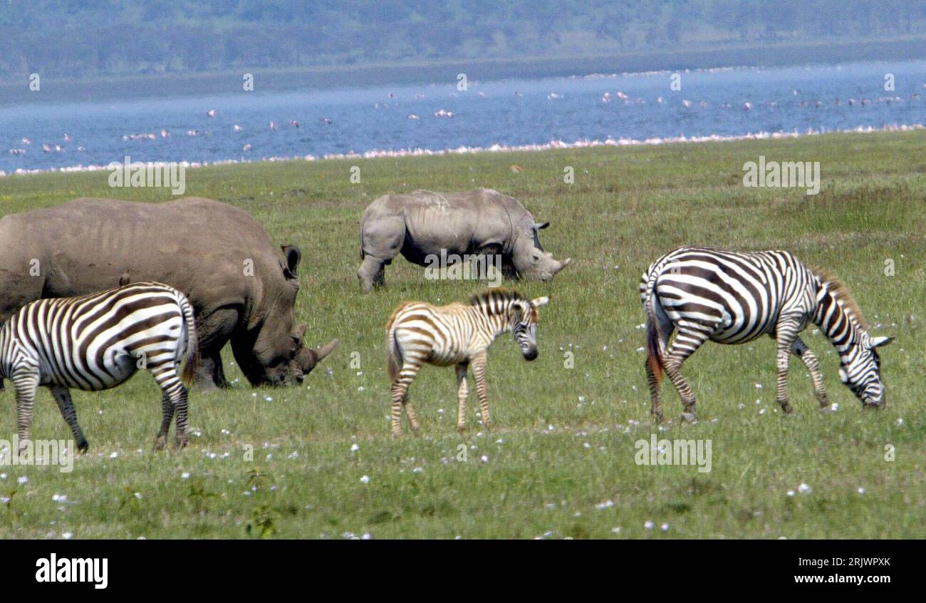 Bildnummer: 52047472 Datum: 09.08.2007 Copyright: imago/Xinhua Nashörner (Rhinocerotidae) und Steppenzebras (Equus quagga) im Lake Nakuru Nationalpark in Kenia - PUBLICATIONxNOTxINxCHN, Tiere , Landschaft; 2007, Lake Nakuru Nationalpark, Steppenzebra, Zebra, Zebras, Nashorn, Jungtier, Jungtiere, See, See, Säugetiere; , quer, Kbdig, Gruppenbild, Kenia, , Natur, Afrika Stockfoto