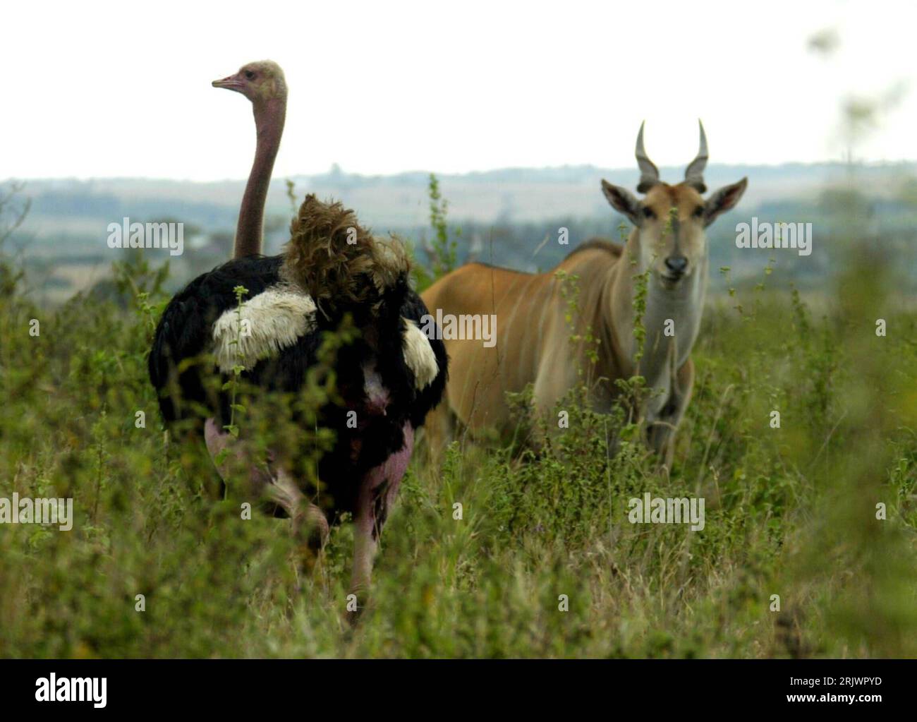 Bildnummer: 52047539 Datum: 11.08.2007 Copyright: imago/Xinhua Kuhantilope (Alcelaphus buselaphus) und ein Afrikanischer Strauß (Struthio camelus) im Nairobi National Park in Kenia PUBLICATIONxNOTxINxCHN, Tiere; 2007, Nairobi National Park, Nationalpark, Kuhantilopen, Antilope, Antilopen, Vögel, Säugetiere, Sträuße; , quer, Kbdig, Gruppenbild, Kenia, , Natur, Afrika Stockfoto