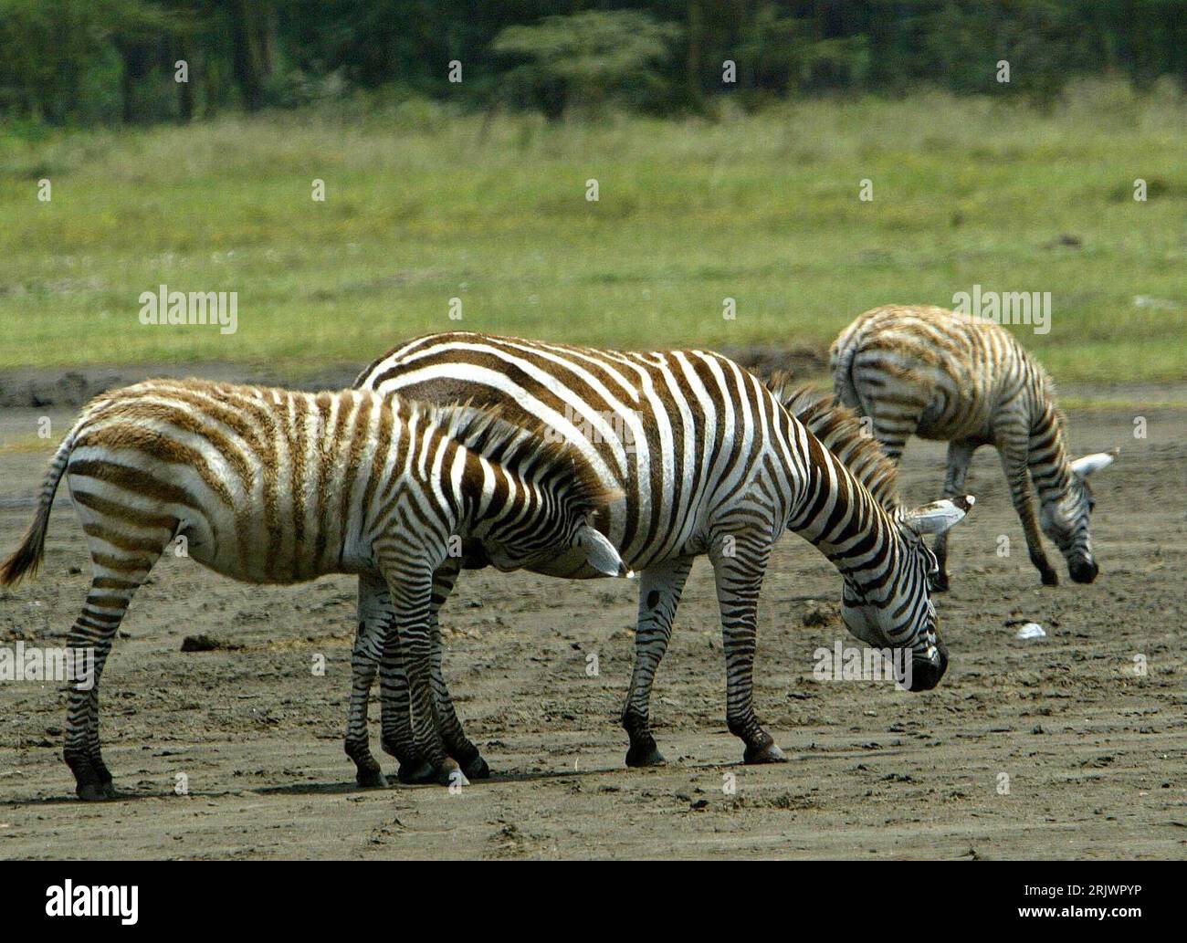 Bildnummer: 52047474 Datum: 09.08.2007 Copyright: imago/Xinhua Steppenzebras (Equus quagga) im Lake Nakuru Nationalpark in Kenia - PUBLICATIONxNOTxINxCHN, Tiere; 2007, Lake Nakuru Nationalpark, Steppenzebra, Zebra, Zebras, Jungtier, Jungtiere, Säugetiere; , quer, Kbdig, Gruppenbild, Kenia, , Natur, Afrika Stockfoto