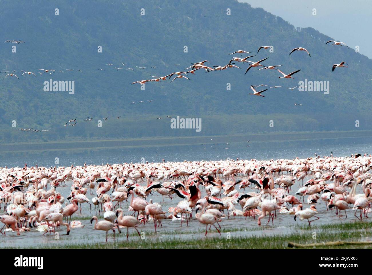 Bildnummer: 52047513 Datum: 09.08.2007 Copyright: imago/Xinhua Flamingos (Phoenicopteridae) am Lake Nakuru National Park in Kenia - PUBLICATIONxNOTxINxCHN, Tiere , Landschaft; 2007, Lake Nakuru National Park, Nationalpark, Flamingo, See, See, See, Vögel; , quer, Kbdig, total, Kenia, , Natur, Afrika Stockfoto
