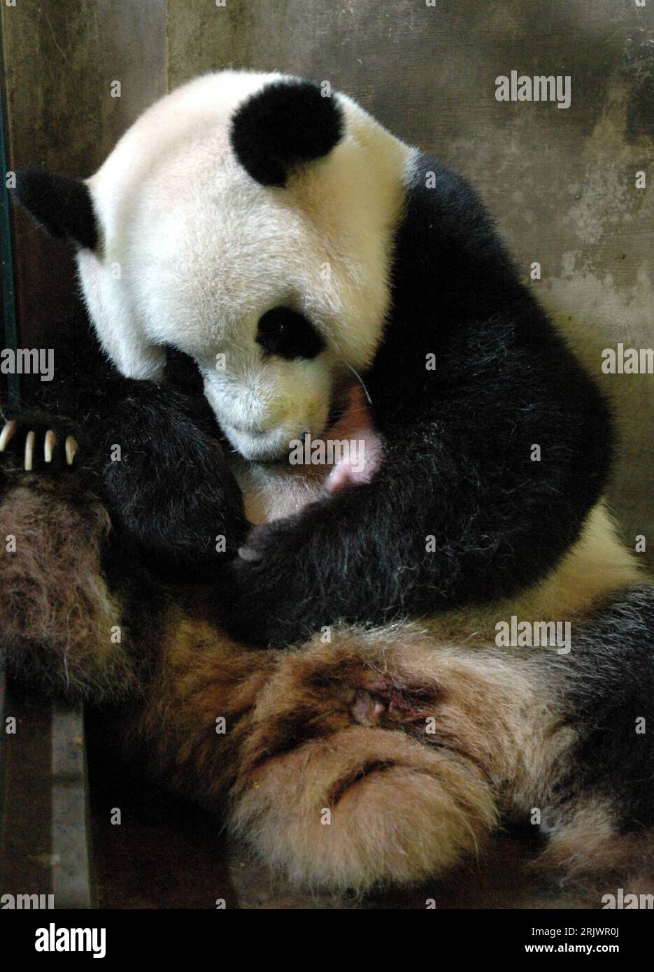Bildnummer: 52047603 Datum: 20.08.2007 Copyright: imago/Xinhua großer Panda (Ailuropoda melanoleuca) mit Nachwuchs in der Panda-Aufzuchtstation im chinesischen Chengdu - PUBLICATIONxNOTxINxCHN, Tiere; 2007, Chengdu, Pandas, Pandabär, Pandabären, Bär, Bären, Säugetiere, Jungtier, Jungtiere, Zucht, Aufzucht; , hoch, Kbdig, Gruppenbild, China, , Stockfoto