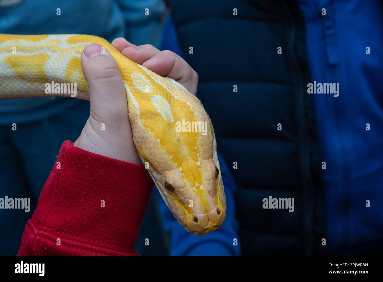 Ein Mann hält eine gelbe Python um den Hals in einem Aquarium auf einem Straßenfest in Lemberg. Stockfoto