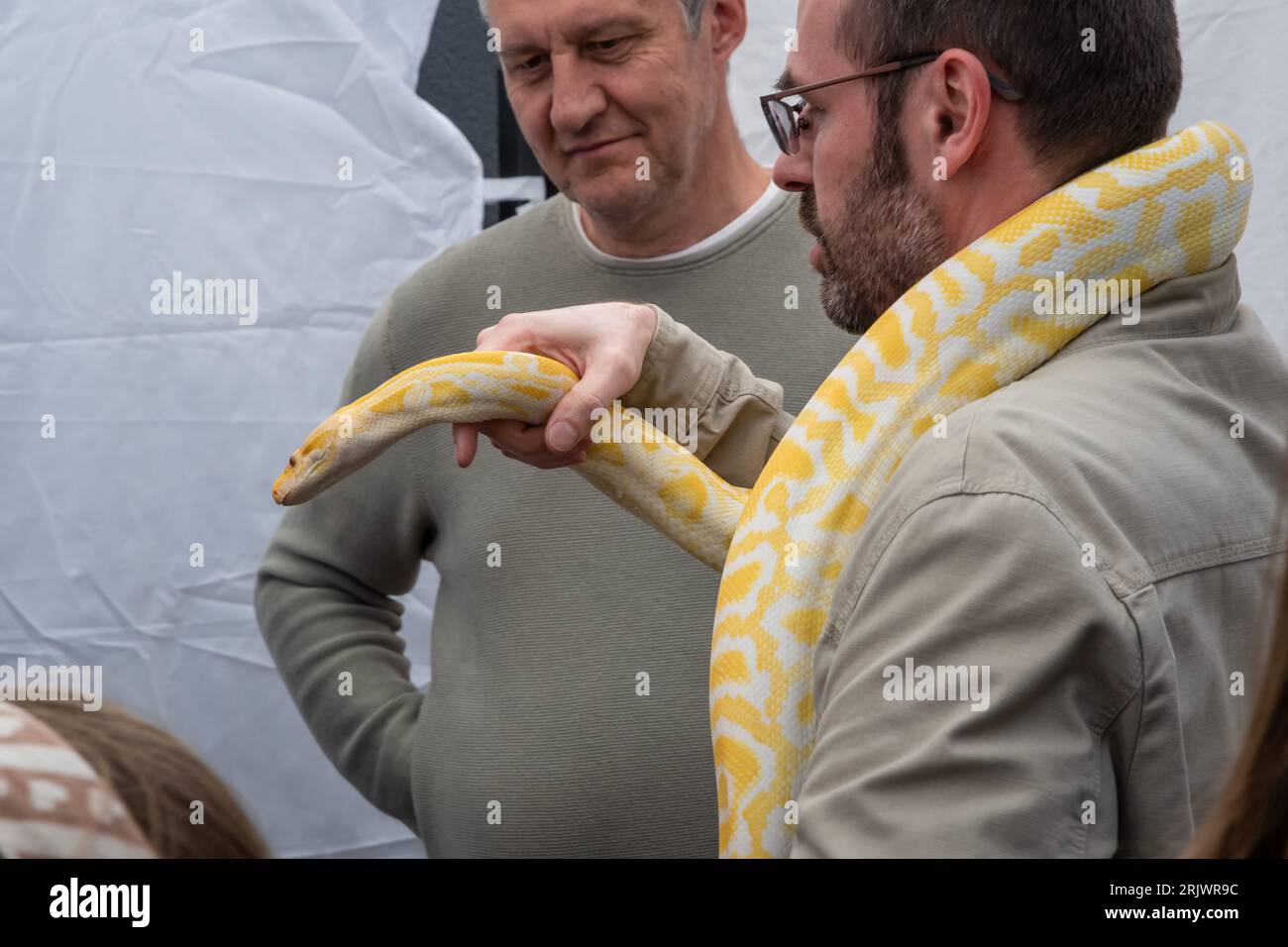 Ein Mann hält eine gelbe Python in einem Aquarium auf einem Straßenfest in Lemberg. Stockfoto
