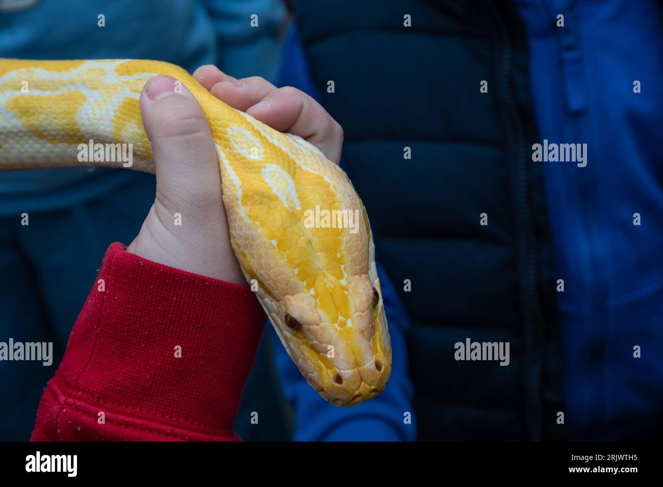 Lviv, Ukraine. Mai 2023. Ein Mann hält eine gelbe Python um den Hals in einem Aquarium auf einem Straßenfest in Lemberg. (Foto: Olena Znak/SOPA Images/SIPA USA) Credit: SIPA USA/Alamy Live News Stockfoto