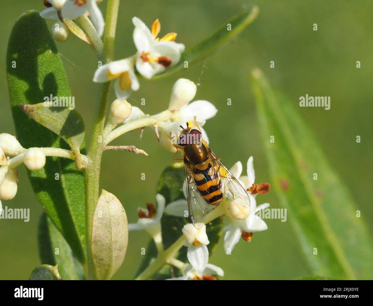 Hoverfly, Syrphus ribesii, ernährt sich von den Blüten eines Olivenbaums, Olea europaea, in einem Garten in West Wales. Stockfoto
