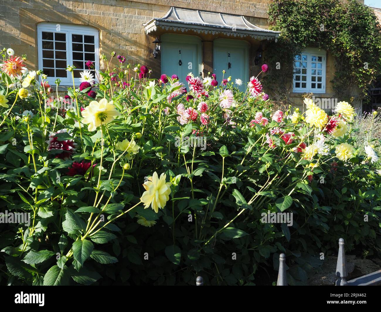 Cottage in North Cotswolds Dorf Chipping Campden mit Vorgarten voller Dahlien aller Farben. Stockfoto