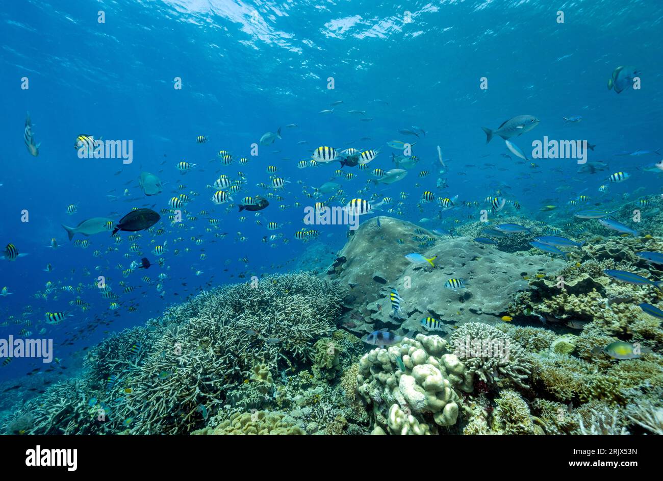 Riff landschaftlich mit Indo-pazifik-Seeräutfischen, Abudefduf vaigiensis, Raja Ampat Indonesien. Stockfoto