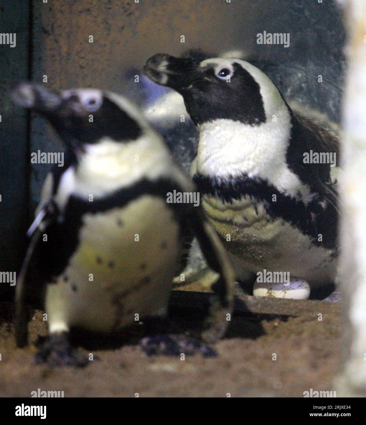 Bildnummer: 52243598 Datum: 14.11.2007 Copyright: imago/Xinhua Pinguine bewachen ihr Nest im East Lake Ocean World in Wuhan in der chinesischen Provinz Hubei - PUBLICATIONxNOTxINxCHN , Tiere; 2007, Vögel, Pinguin, Zoo, Zoos, Nester, Ei, Eier, , hoch, Kbdig, Gruppenbild, China, , Bildnummer 52243598 Datum 14 11 2007 Copyright Imago XINHUA Pinguine wachen ihr Nest in East Lake Ocean World in Wuhan in der chinesischen Provinz Hubei PUBLICATIONxNOTxINxCHN Animals 2007 Vögel Pinguine Zoo Zoos Nester Eier vertikal Kbdig Group Foto China Stockfoto