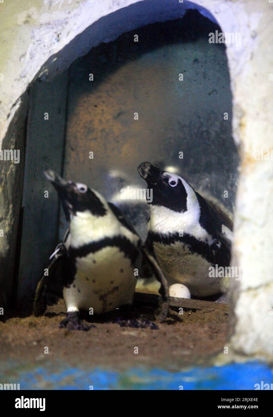 Bildnummer: 52243599 Datum: 14.11.2007 Copyright: imago/Xinhua Pinguine bewachen ihr Nest im East Lake Ocean World in Wuhan in der chinesischen Provinz Hubei - PUBLICATIONxNOTxINxCHN , Tiere; 2007, Vögel, Pinguin, Zoo, Zoos, Nester, Ei, Eier, , hoch, Kbdig, Gruppenbild, China, , Bildnummer 52243599 Datum 14 11 2007 Copyright Imago XINHUA Pinguine wachen ihr Nest in East Lake Ocean World in Wuhan in der chinesischen Provinz Hubei PUBLICATIONxNOTxINxCHN Animals 2007 Vögel Pinguine Zoo Zoos Nester Eier vertikal Kbdig Group Foto China Stockfoto