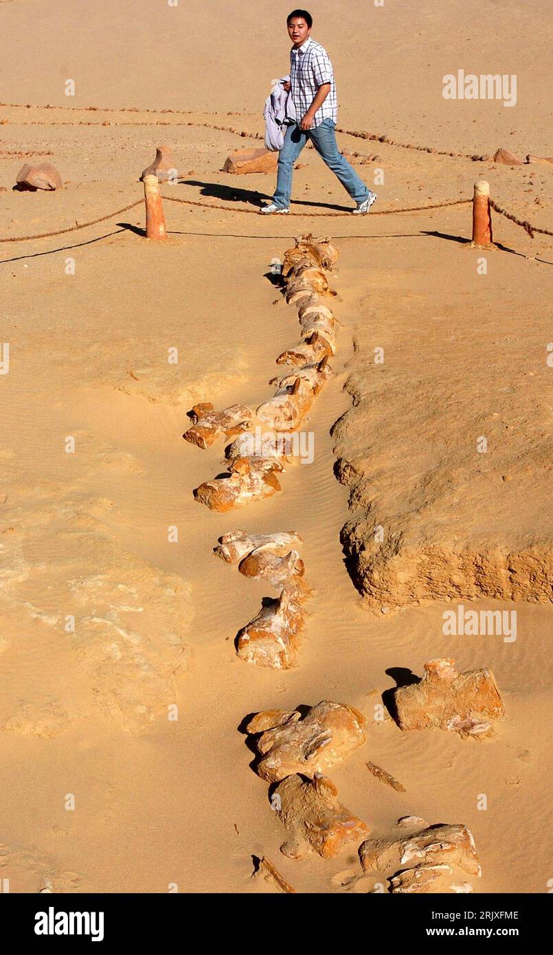 Bildnummer: 52264082 Datum: 29.11.2007 Copyright: imago/Xinhua Fossile Überreste im Wadi al-Hitan - Tal der Wale - in der Nähe von Kairo - PUBLICATIONxNOTxINxCHN, Objekte, Personen; 2007, Kairo, Paläontologie, Fossil, Fossilien, Vorfahren, Skelett, Skelette, Ausgrabung, Ausgrabungen, Fund, Funde, Ausgrabungsstätte, Dinosaurier, Dino, Dinos, Abgrenzung, Absperrung; , hoch, Kbdig, total, Ägypten, , , Wissenschaft Stockfoto
