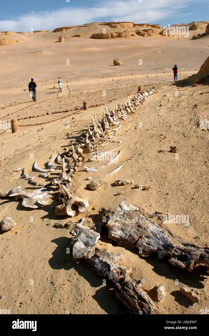 Bildnummer: 52264101 Datum: 29.11.2007 Copyright: imago/Xinhua Fossile Überreste im Wadi al-Hitan - Tal der Wale - in der Nähe von Kairo - PUBLICATIONxNOTxINxCHN, Objekte, Landschaft; 2007, Kairo, Paläontologie, Fossil, Fossilien, Vorfahren, Skelett, Skelette, Ausgrabung, Ausgrabungen, Fund, Funde, Ausgrabungsstätte, Dinosaurier, Dino, Dinos; , hoch, Kbdig, Totale, Ägypten, , - Wissenschaft Stockfoto