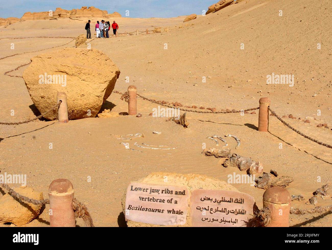 Bildnummer: 52264095 Datum: 29.11.2007 Copyright: imago/Xinhua Fossile Überreste im Wadi al-Hitan - Tal der Wale - in der Nähe von Kairo - PUBLICATIONxNOTxINxCHN, Objekte; 2007, Kairo, Paläontologie, Fossil, Fossilien, Vorfahren, Skelett, Skelett, Ausgrabung, Ausgrabungen, Fund, Funde, Ausgrabungsstätte, Dinosaurier, Dino, Dinos, Abgrenzung, Absperrung; , quer, Kbdig, Totale, Ägypten, , Wissenschaft Stockfoto