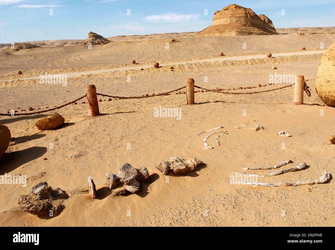 Bildnummer: 52264090 Datum: 29.11.2007 Copyright: imago/Xinhua Fossile Überreste im Wadi al-Hitan - Tal der Wale - in der Nähe von Kairo - PUBLICATIONxNOTxINxCHN, Objekte; 2007, Kairo, Paläontologie, Fossil, Fossilien, Vorfahren, Skelett, Skelett, Ausgrabung, Ausgrabungen, Fund, Funde, Ausgrabungsstätte, Dinosaurier, Dino, Dinos, Abgrenzung, Absperrung; , quer, Kbdig, Totale, Ägypten, , Wissenschaft Stockfoto