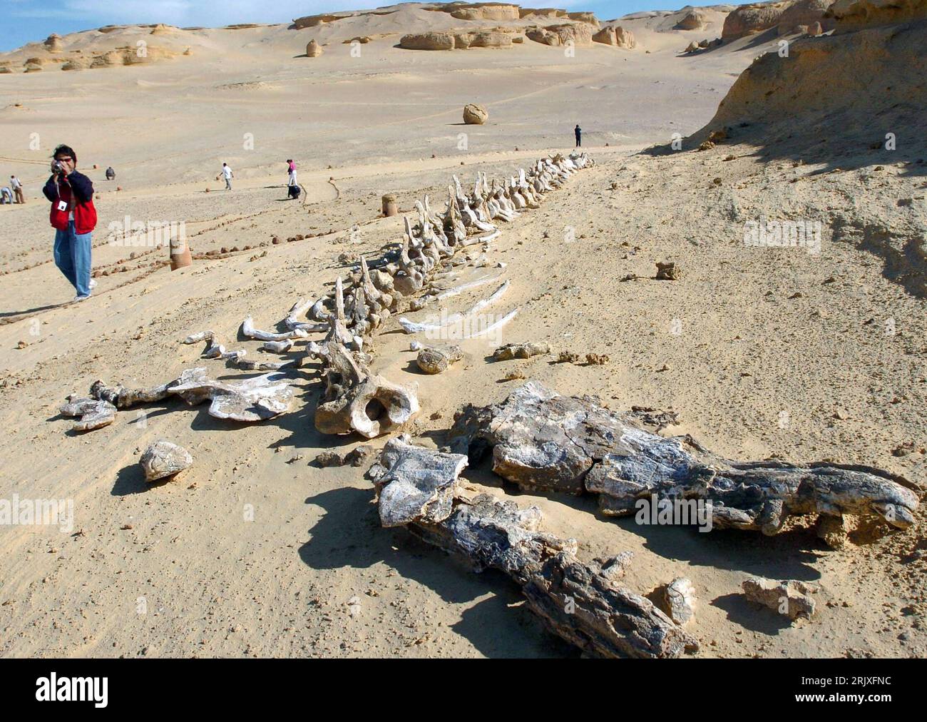 Bildnummer: 52264054 Datum: 29.11.2007 Copyright: imago/Xinhua Fossile Überreste im Wadi al-Hitan - Tal der Wale - in der Nähe von Kairo - PUBLICATIONxNOTxINxCHN, Objekte; 2007, Kairo, Paläontologie, Fossil, Fossilien, Vorfahren, Skelett, Skelett, Ausgrabung, Ausgrabungen, Fund, Funde, Ausgrabungsstätte, Dinosaurier, Dino, Dinos; , quer, Kbdig, Totale, Ägypten, , , Wissenschaft Stockfoto