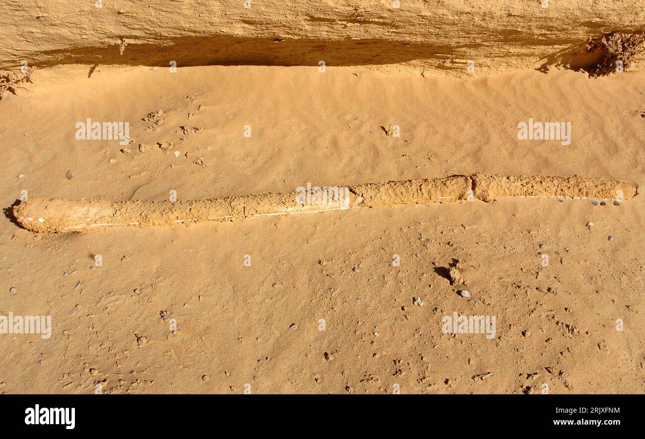 Bildnummer: 52264094 Datum: 29.11.2007 Copyright: imago/Xinhua Fossile Überreste im Wadi al-Hitan - Tal der Wale - in der Nähe von Kairo - PUBLICATIONxNOTxINxCHN, Objekte; 2007, Kairo, Paläontologie, Fossil, Fossilien, Vorfahren, Skelett, Skelett, Ausgrabung, Ausgrabungen, Fund, Funde, Ausgrabungsstätte, Dinosaurier, Dino, Dinos; , quer, Kbdig, Einzelbild, Ägypten, , , Wissenschaft Stockfoto