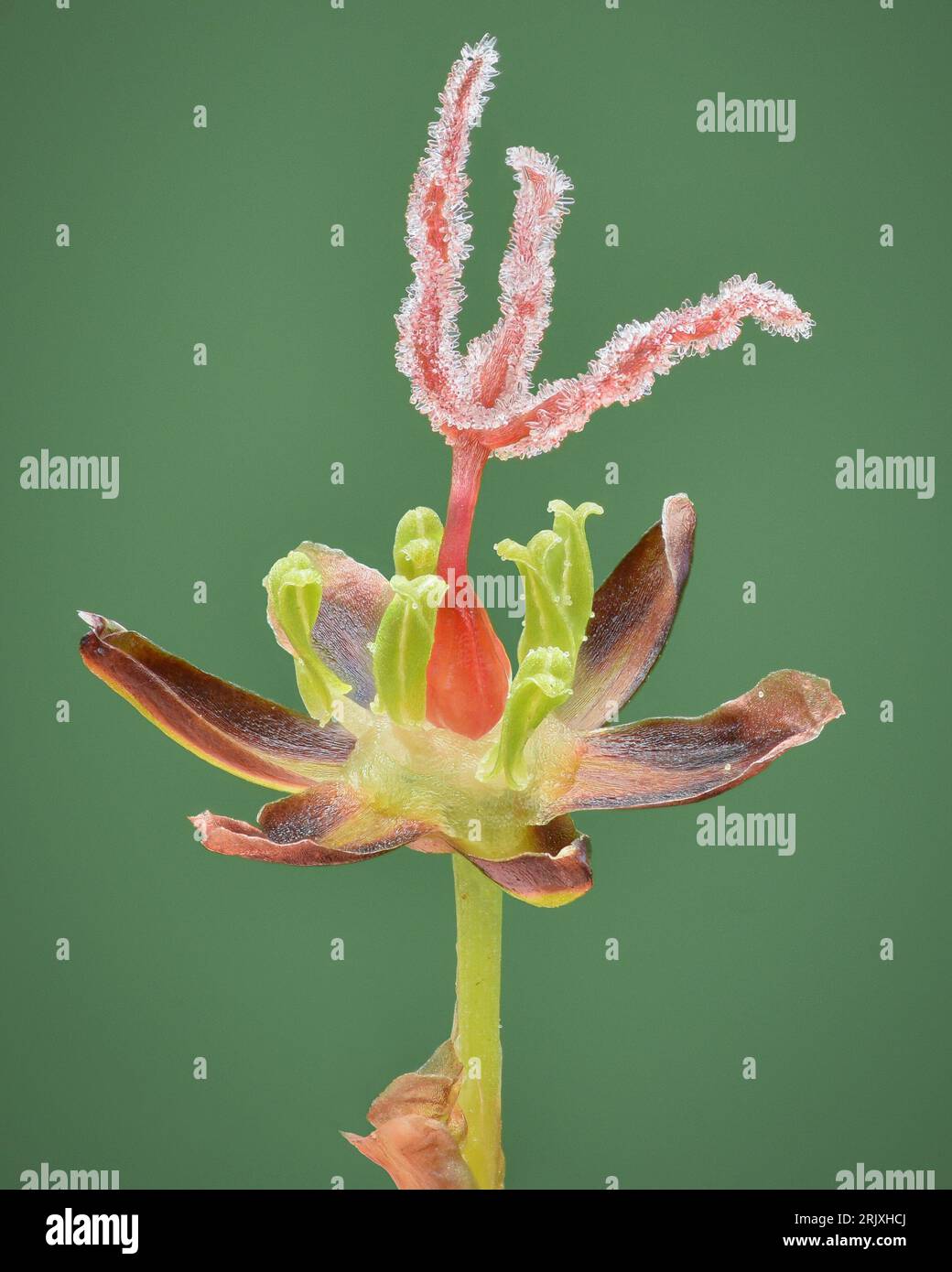 Nahaufnahme der offenen Blume eines Salzwiesenrausches (Juncus gerardi) mit einer hellroten Karpel, vor einem grünen Hintergrund, am Wattenmeer gelegen Stockfoto