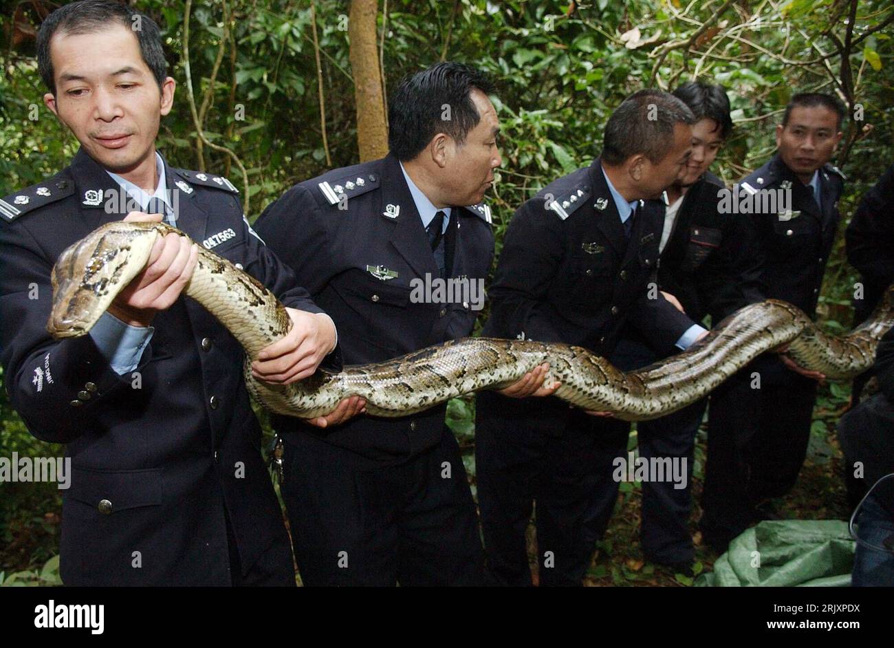 Python sp -Fotos und -Bildmaterial in hoher Auflösung – Alamy