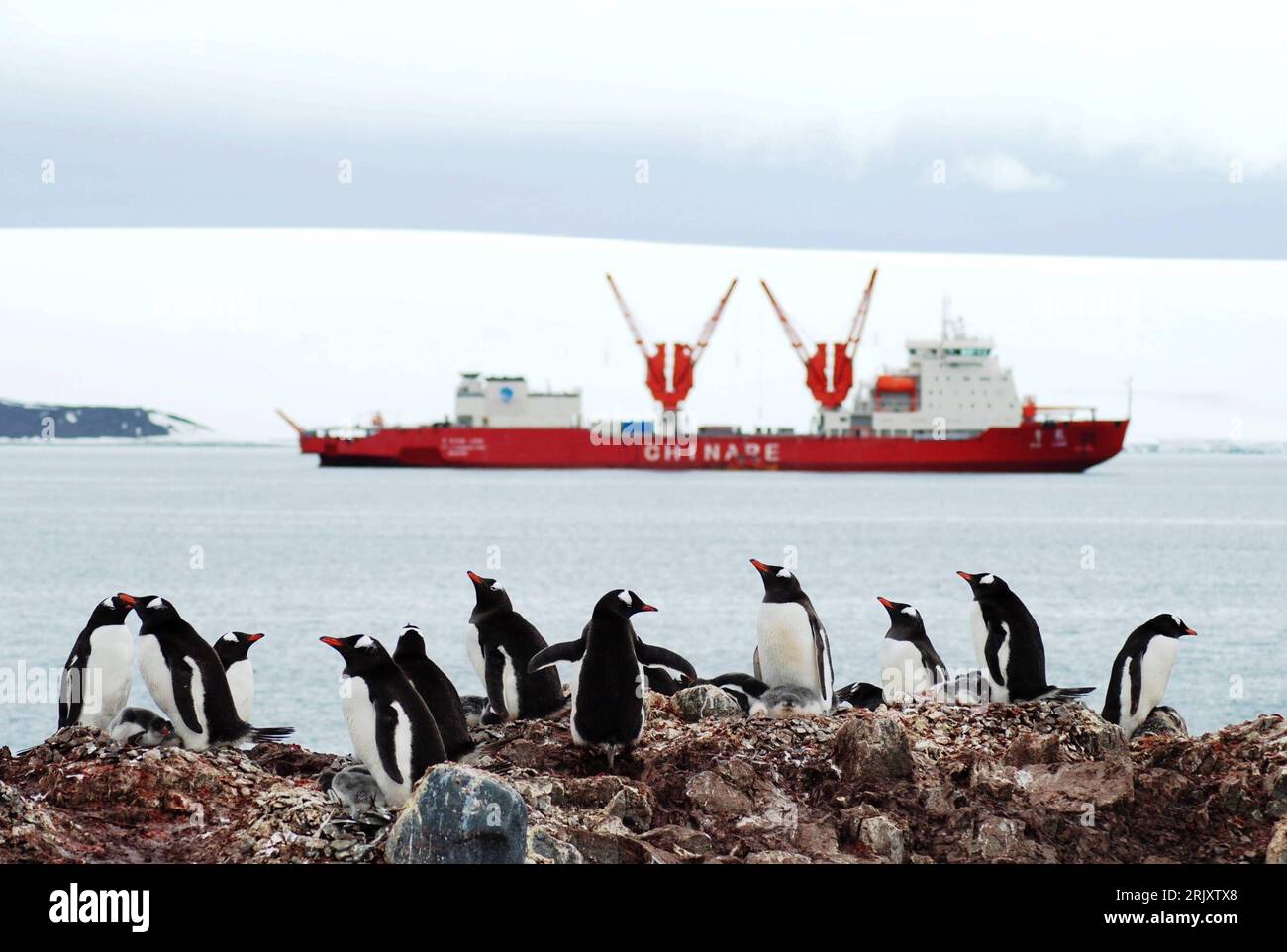 Bildnummer: 52359826 Datum: 11.01.2008 Copyright: imago/Xinhua Gentoo Pinguine nahe einem Antarktis-Forschungsschiff, PUBLICATIONxNOTxINxCHN , Objekte , Tiere; 2008, Pinguin, Forschungsschiffe, Schiff, Schiffe, Vögel; , quer, Kbdig, total, , Stockfoto