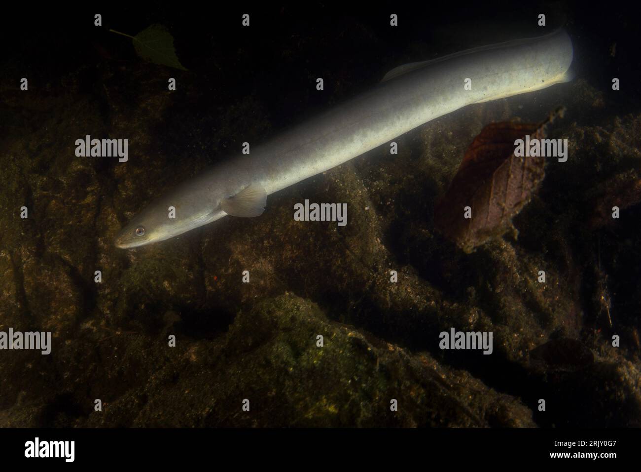 Europäischer Aal beim Nachttauchgang im See. Lange Anguilla anguilla in der Nähe des Bodens. Langer Fisch sieht aus wie eine Schlange. Europäisches Wasser. Stockfoto