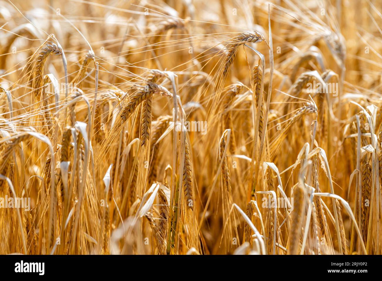 Spring Barley, die in Tierfutter umgewandelt wird, wartet auf die Ernte in Irland. Stockfoto