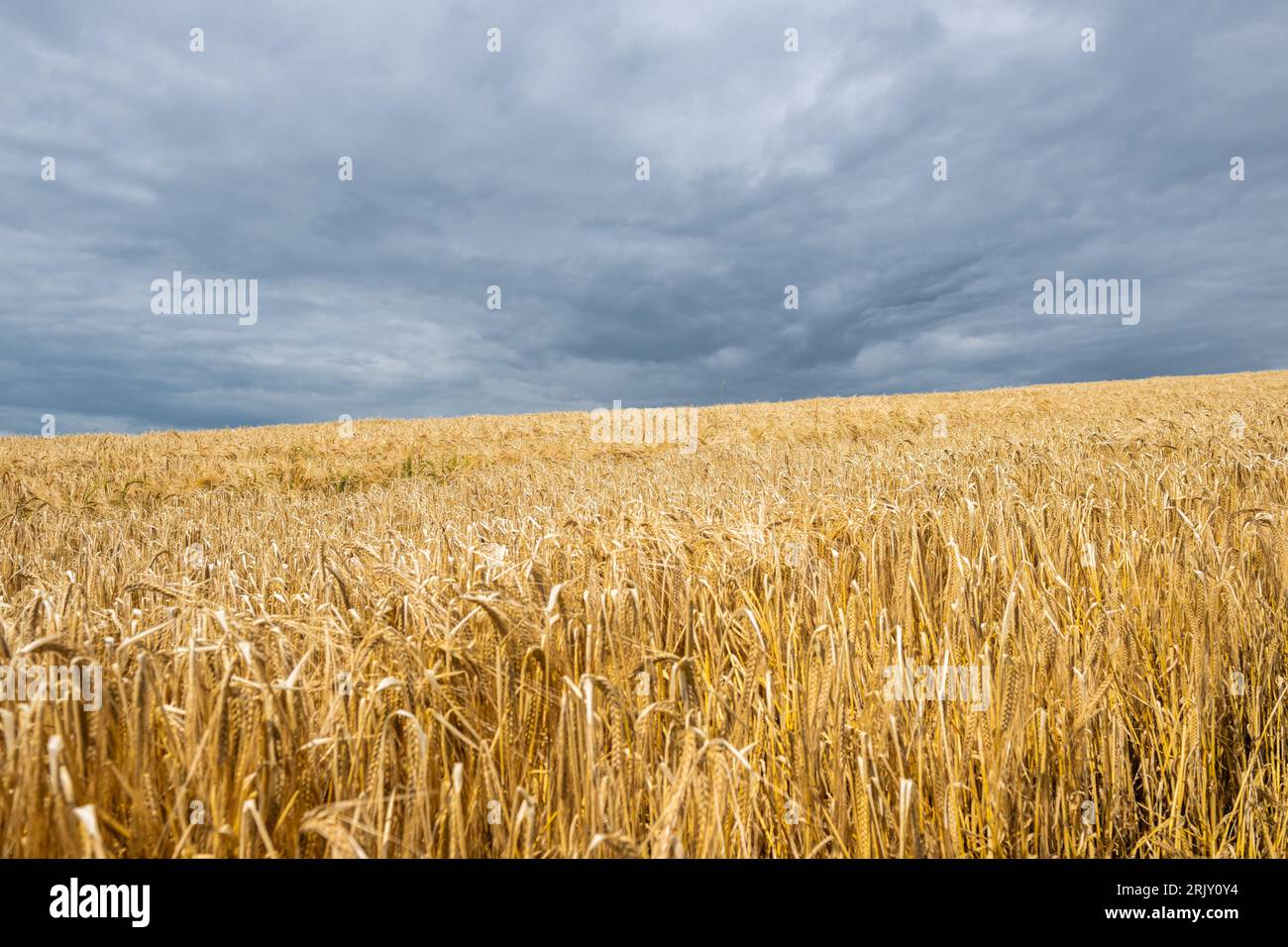 Spring Barley, die in Tierfutter umgewandelt wird, wartet auf die Ernte in Irland. Stockfoto