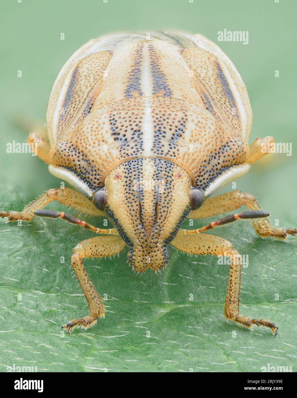 Porträt einer Schildwanze mit spitzem Kopf und hellbrauner Körperfarbe mit dunkelbrauner Längsrichtung (Bishop's Mitre Shield Bug, Aelia acuminata) Stockfoto