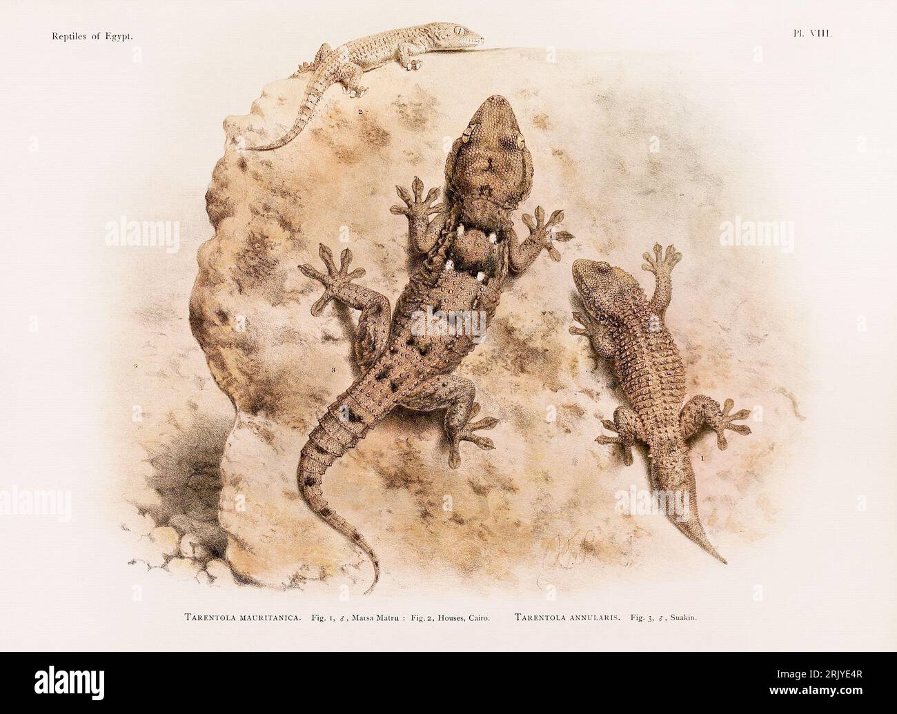 Wissenschaftliche Illustration aus einem Buch aus dem späten 19. Jahrhundert, das Reptilien zeigt und sich speziell mit der nordafrikanischen Zoologie beschäftigt. Stockfoto