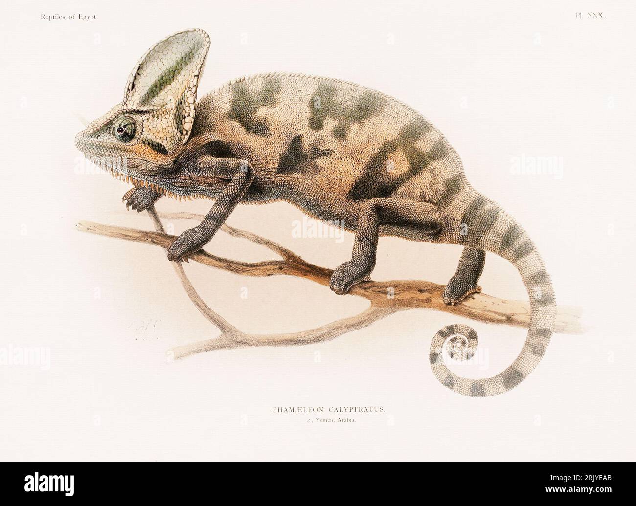 Wissenschaftliche Illustration aus einem Buch aus dem späten 19. Jahrhundert, das Reptilien zeigt und sich speziell mit der nordafrikanischen Zoologie beschäftigt. Stockfoto