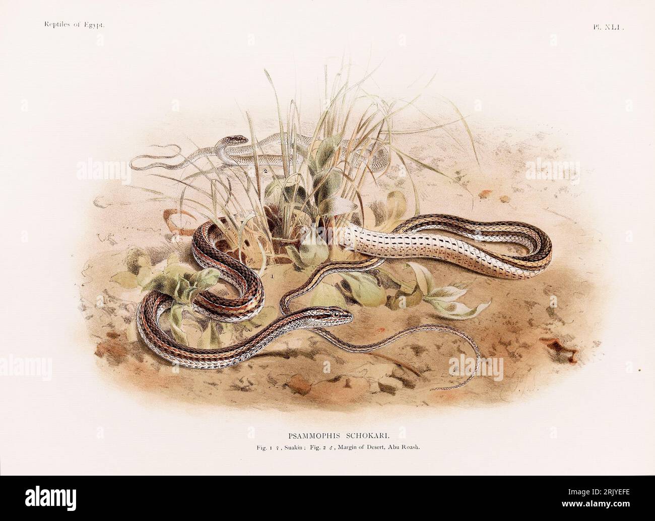 Wissenschaftliche Illustration aus einem Buch aus dem späten 19. Jahrhundert, das Reptilien zeigt und sich speziell mit der nordafrikanischen Zoologie beschäftigt. Stockfoto