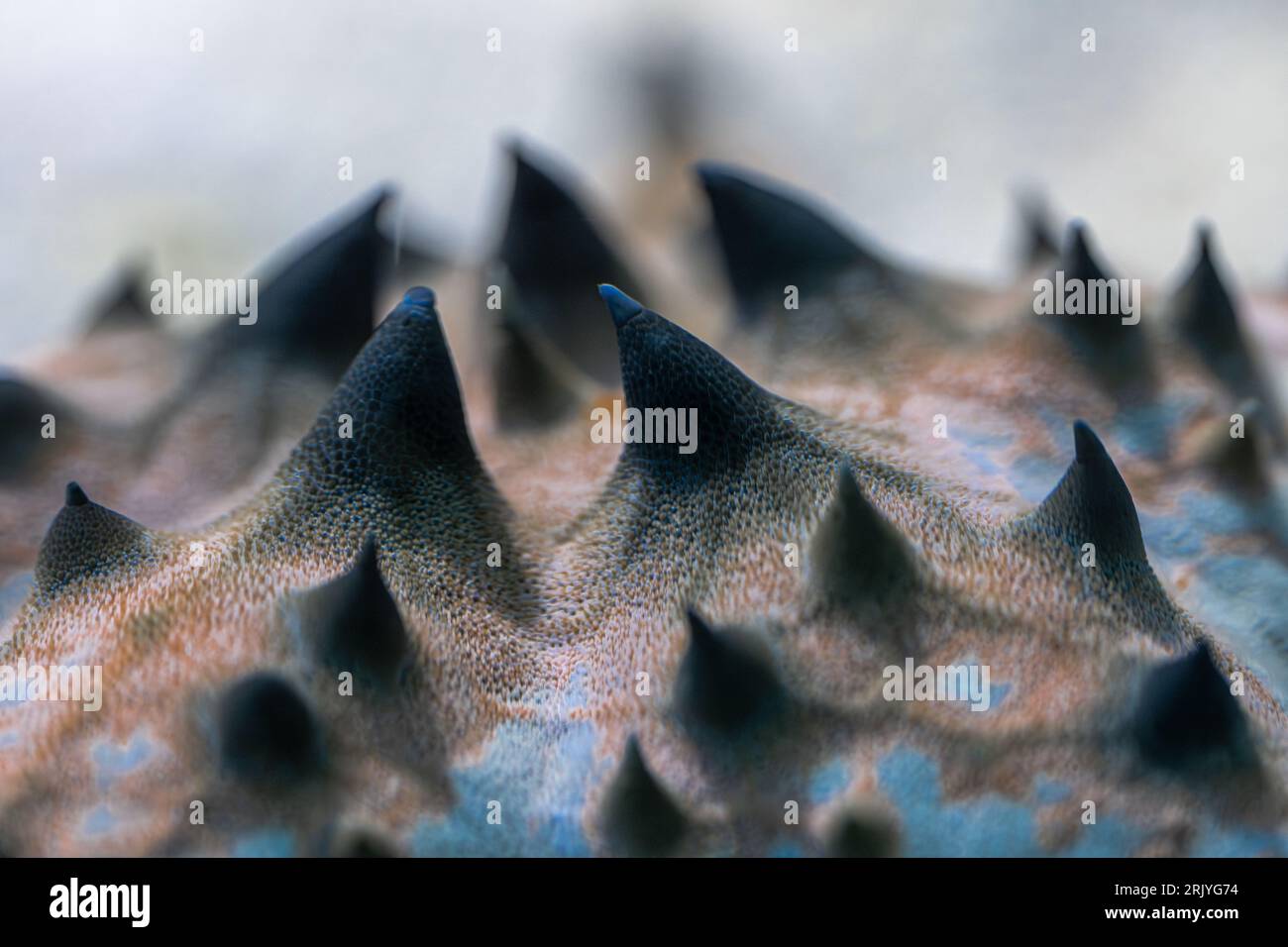 Chocolate Chip Sea Star (Protoreaster nodosus) Stockfoto