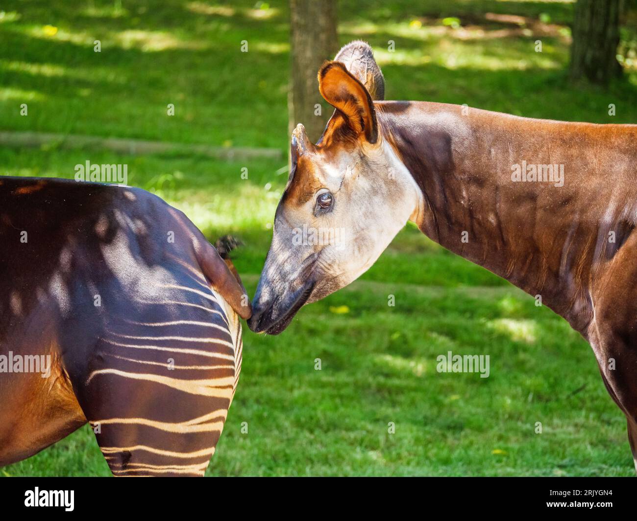 Eine Nahaufnahme eines Okapi, der in einer grasbewachsenen Gegend in der Nähe eines anderen Okapi steht Stockfoto