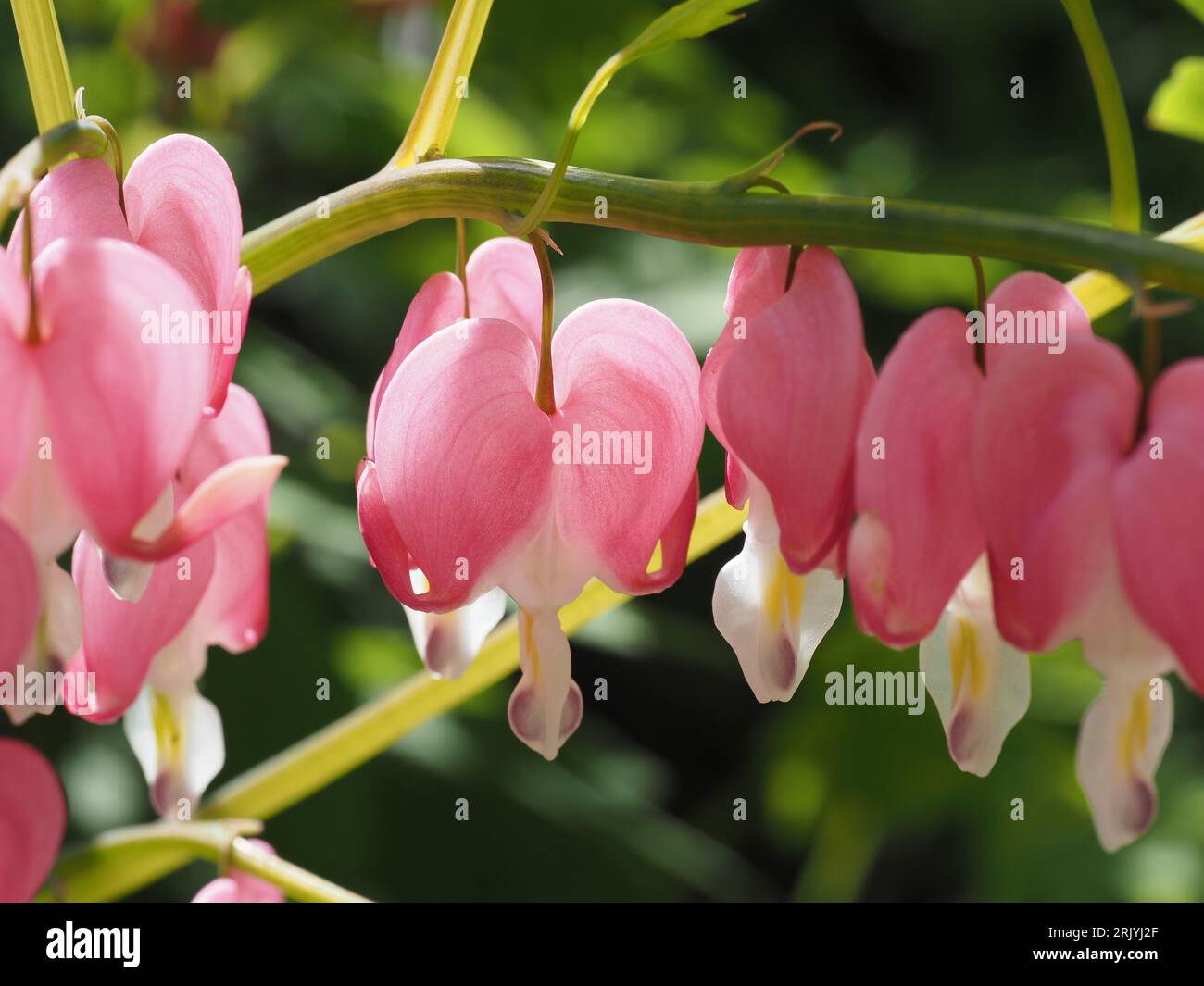 Asiatisches Blutendes Herz. Wissenschaftliche Bezeichnung: Lamprocapnos. Familie: Papaveraceae. Reihenfolge: Ranunculales. Königreich: Plantae. Stockfoto