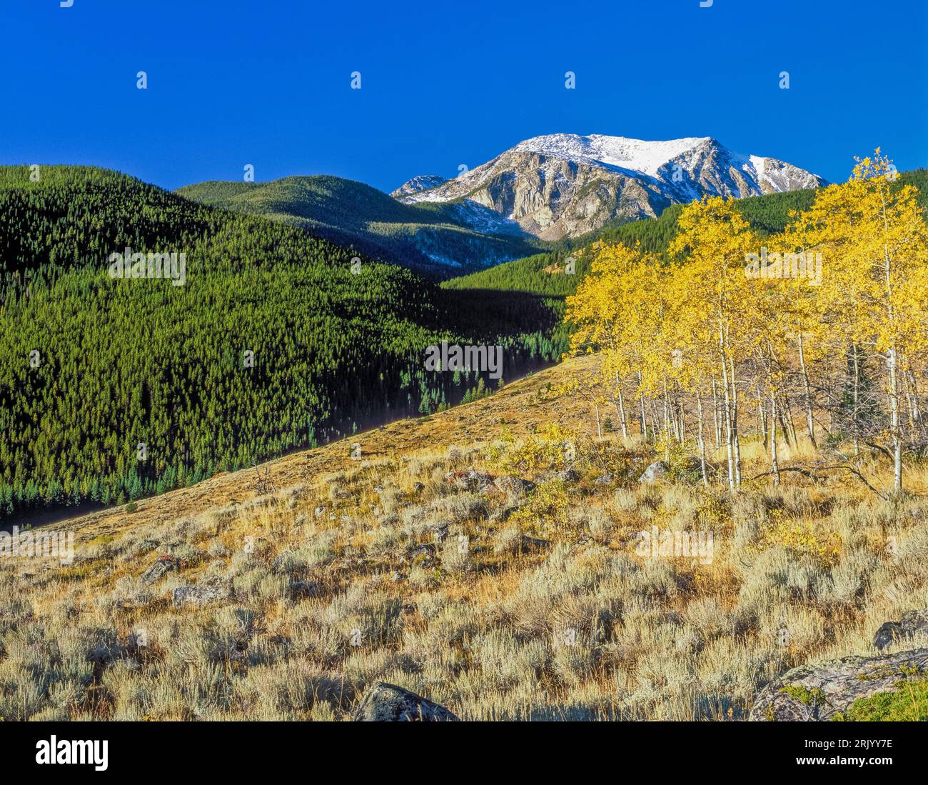 Aspen im Herbst Farbe unten hohl Top Mountain im Tabak Root Berge in der Nähe von Pony, Montana Stockfoto
