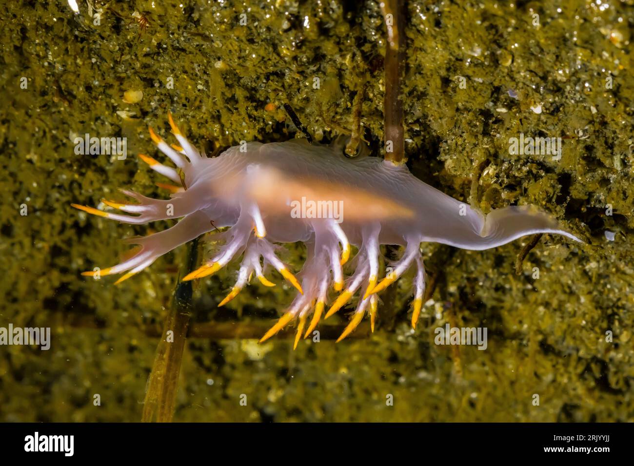 Dendronotus albus Fotos und Bildmaterial in hoher Auflösung Alamy