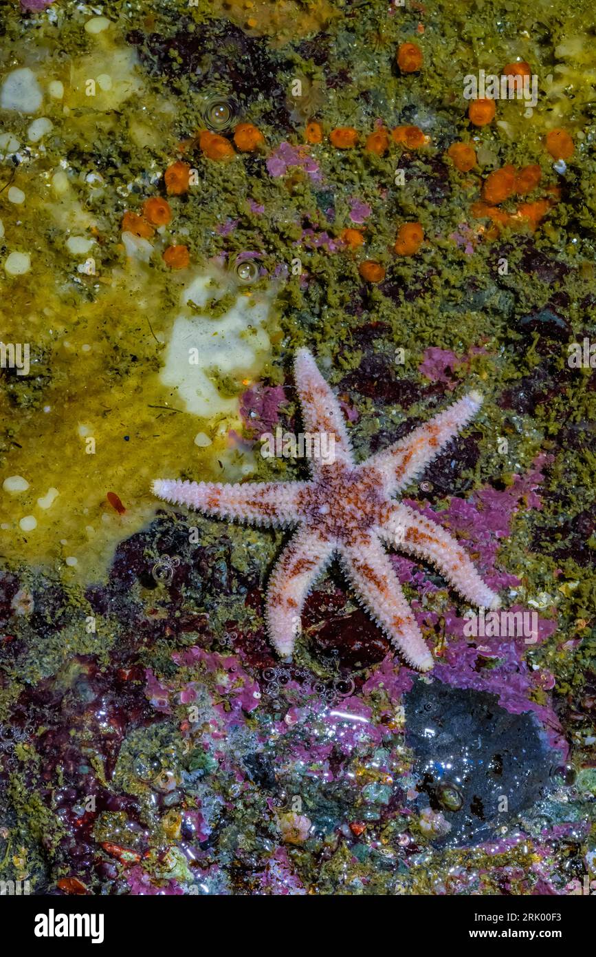 Six Ray Sea Star, Leptasterias hexactis, in einem Gezeitenbecken am Point of Arches, Olympic National Park, Washington State, USA Stockfoto