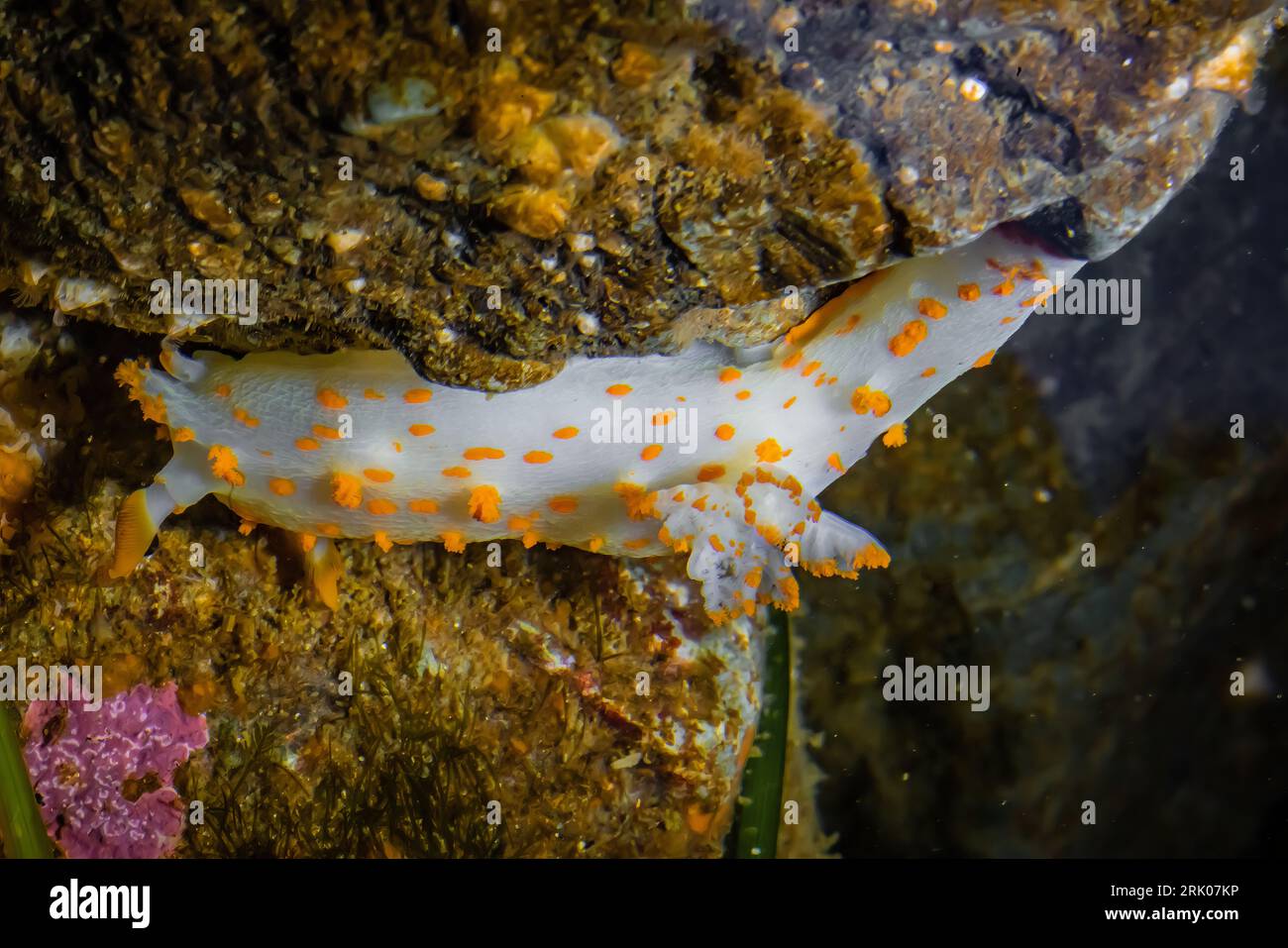 Clown Dorid, Triopha catalinae, in einem Gezeitenbecken unter einem Meeresbogen am Point of Arches, Olympic National Park, Washington State, USA Stockfoto