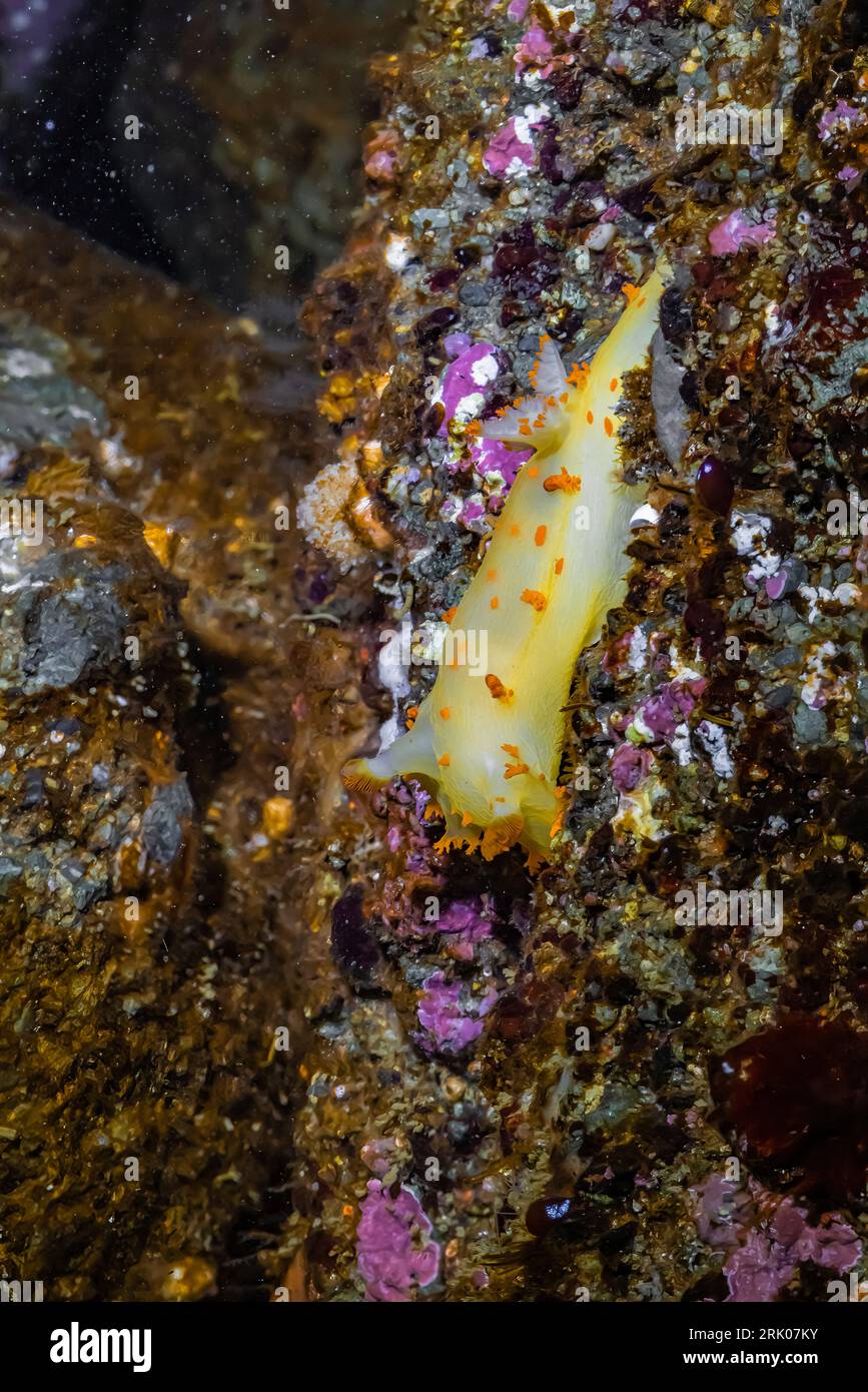 Clown Dorid, Triopha catalinae, in einem Gezeitenbecken unter einem Meeresbogen am Point of Arches, Olympic National Park, Washington State, USA Stockfoto
