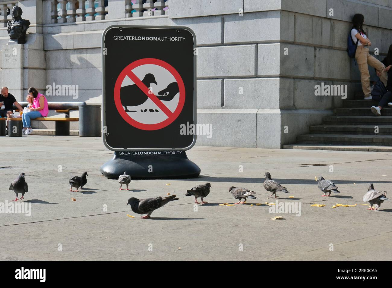 London, Großbritannien. Tauben (Columba Livia) ernähren sich von weggeworfenen Lebensmitteln vor einem Schild, das die Öffentlichkeit auffordert, dies auf dem Trafalgar Square nicht zu tun. Stockfoto