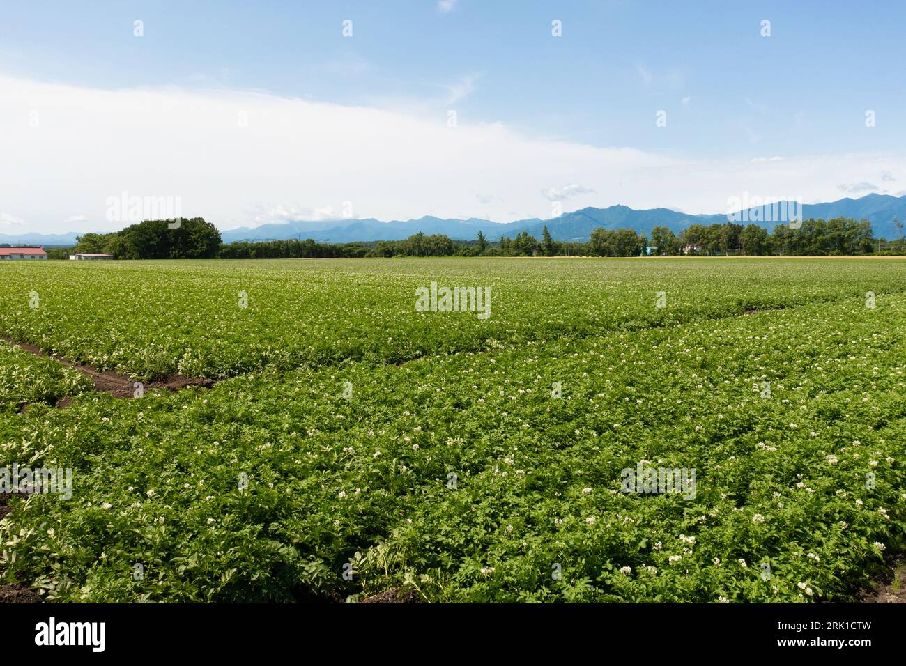 Kartoffelfeld Stockfoto