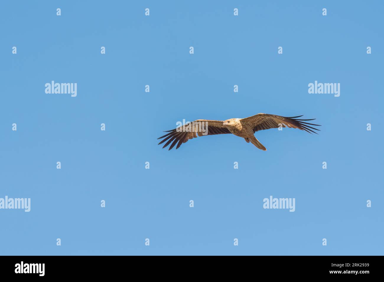 Der Raubvogel Haliastur sphenurus mit einer abwechslungsreichen Ernährung, der in einer Vielzahl von Lebensräumen gedeihen kann, Stockfoto