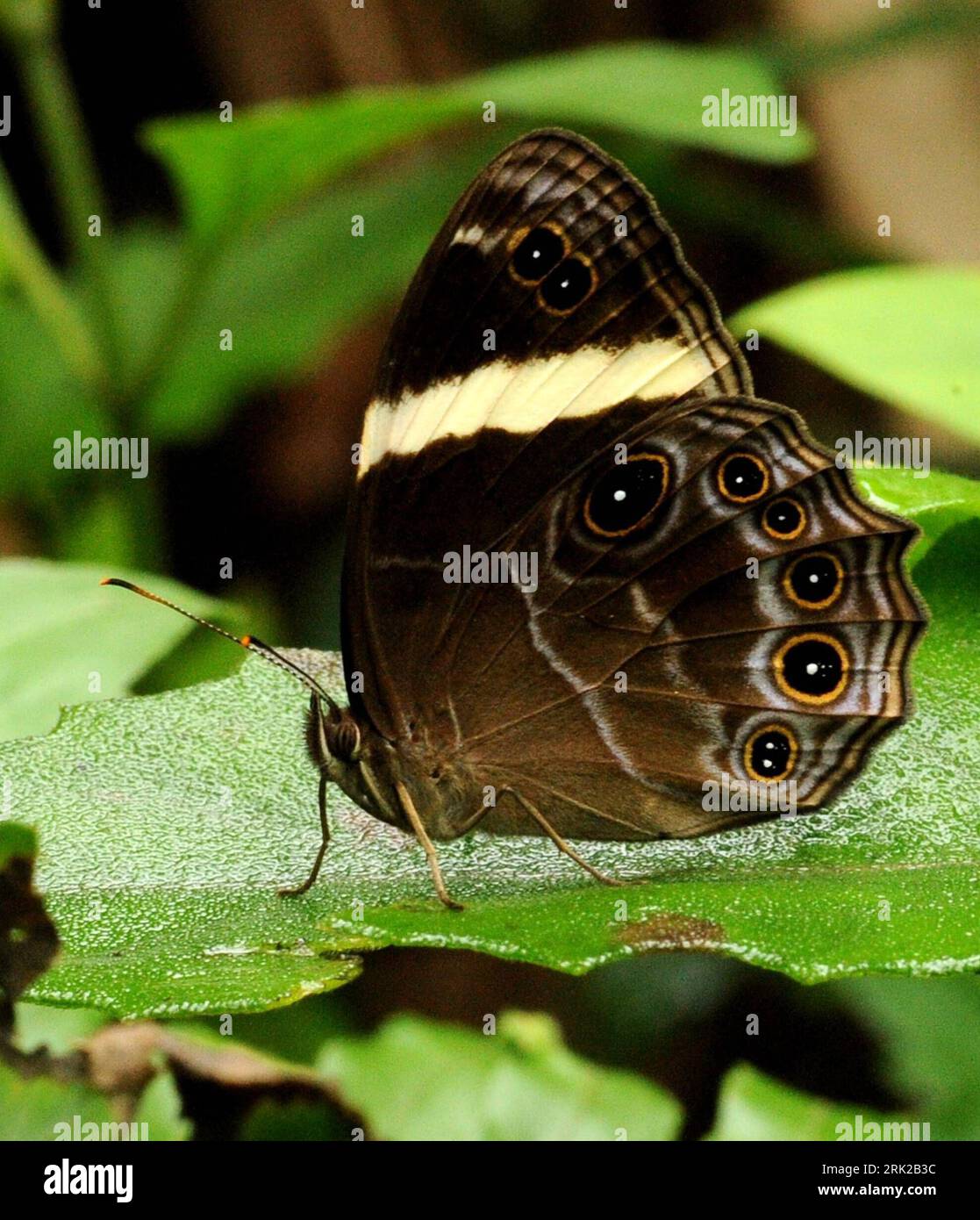 Bildnummer: 53155471 Datum: 04.05.2008 Copyright: imago/Xinhua das im Mai 2008 aufgenommene Foto zeigt einen Lethe confusa Aurivillius Schmetterling in der Provinz Hainan, Südchina. Tiere kbdig Schmetterling, Natur quer ie Bildnummer 53155471 Datum 04 05 2008 Copyright Imago XINHUA die Datei Foto vom Mai 2008 zeigt einen Lethe conusa Aurivillius Schmetterling in der Provinz Hainan Südchina Tiere Kbdig Schmetterling Natur horizontal ie Stockfoto