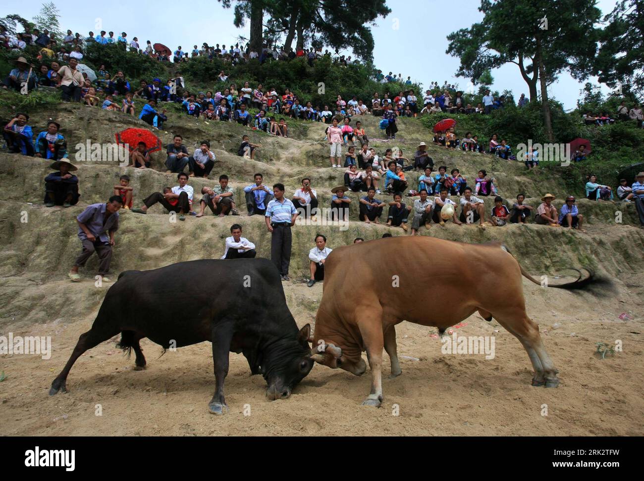 Bildnummer: 53247318 Datum: 05.08.2009 Copyright: imago/Xinhua (090806) -- RONGSHUI, 6. August 2009 (Xinhua) -- Sehen Sie sich das Stierkampfspiel im Dorf Lianglong in der Gemeinde Hongshui im Kreis Rongshui, südwestchinesische autonome Region Guangxi Zhuang, 5. August 2009 an. Ein Stierkampfspiel wurde hier abgehalten, um das lokale traditionelle Xinmi Festival zu feiern. (Xinhua/Long Tao) (ly) (1)CHINA-RONGSHUI-BULLFIGHT (CN) PUBLICATIONxNOTxINxCHN Fotostory Reisen Gesellschaft Stierkampf Tiere Stier Stiere Tradition traditionelles fest kbdig xsk 2009 quer Kampf Bildnummer 53247318 Datum 05 08 2009 Copyright Imago Stockfoto