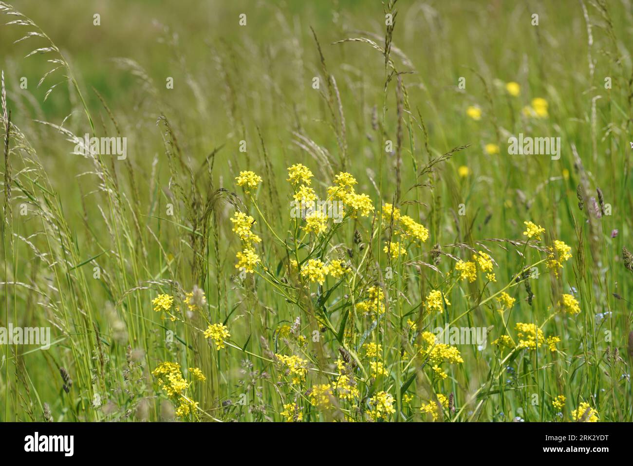 Grünes Gras im Garten. Nahaufnahme von grünem Gras. Stockfoto